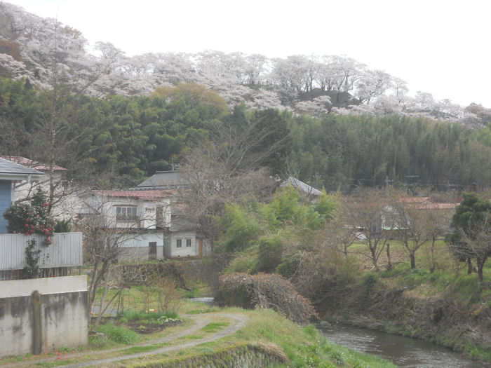 奈良川と桜